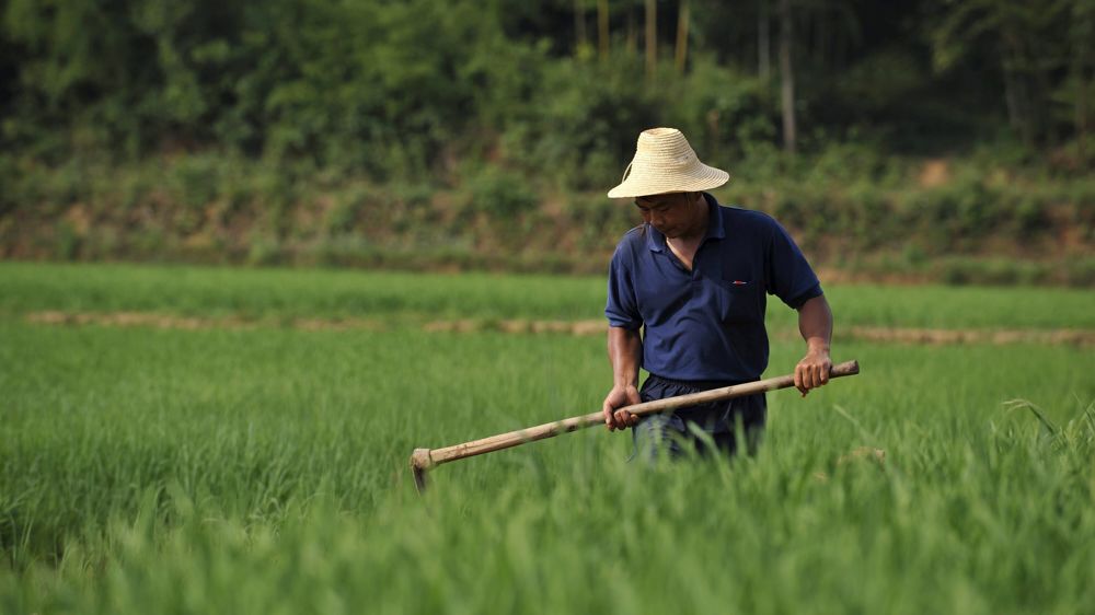 La production de riz en baisse ne devrait pas entraîner une hausse de la demande en blé.