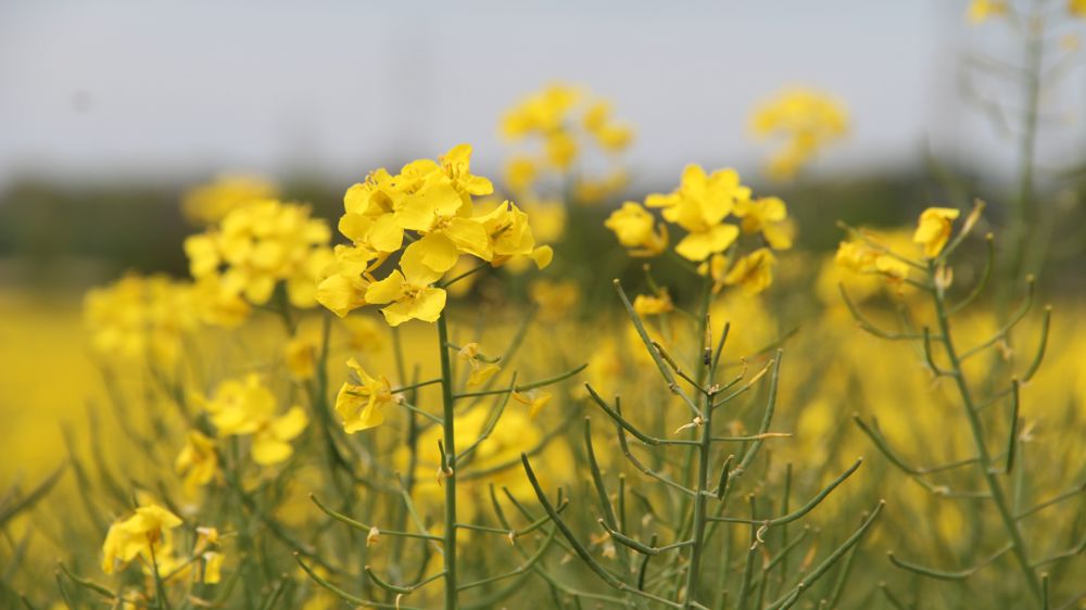 Les stocks de colza sont attendus en hausse en Europe en juin 2023.