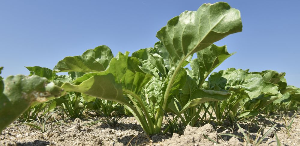 Les mesures prises en Hauts-de-France relèvent du principe de précaution, l'Efsa ayant écarté un risque pour la santé humaine.