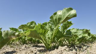 Les mesures prises en Hauts-de-France relèvent du principe de précaution, l'Efsa ayant écarté un risque pour la santé humaine. Les mesures prises en Hauts-de-France relèvent du principe de précaution, l'Efsa ayant écarté un risque pour la santé humaine.