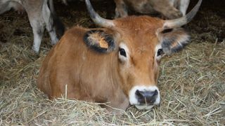 La propreté des vaches n'est pas un problème sur la litière de roseau. La propreté des vaches n'est pas un problème sur la litière de roseau.