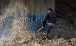 "La paille est un coproduit historiquement convoité par les éleveurs dont la disponibilité tend aujourd'hui à se réduire", rapporte une étude menée pour le compte de la Confédération nationale de l'élevage. "La paille est un coproduit historiquement convoité par les éleveurs dont la disponibilité tend aujourd'hui à se réduire", rapporte une étude menée pour le compte de la Confédération nationale de l'élevage.