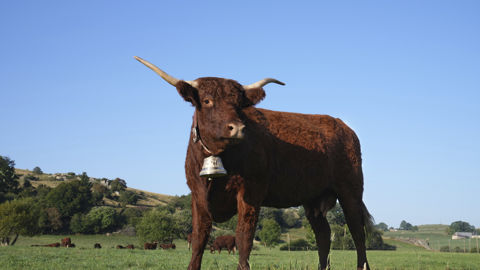 Ovalie, vache salers âgée de 5 ans, est l'égérie de la cinquante-neuvième édition du Salon international de l'agriculture. Ovalie, vache salers âgée de 5 ans, est l'égérie de la cinquante-neuvième édition du Salon international de l'agriculture.