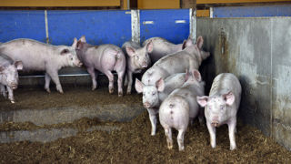 "Les éleveurs subissent, eux aussi, l'inflation", prévient la Fédération nationale porcine (FNP). "Les éleveurs subissent, eux aussi, l'inflation", prévient la Fédération nationale porcine (FNP).