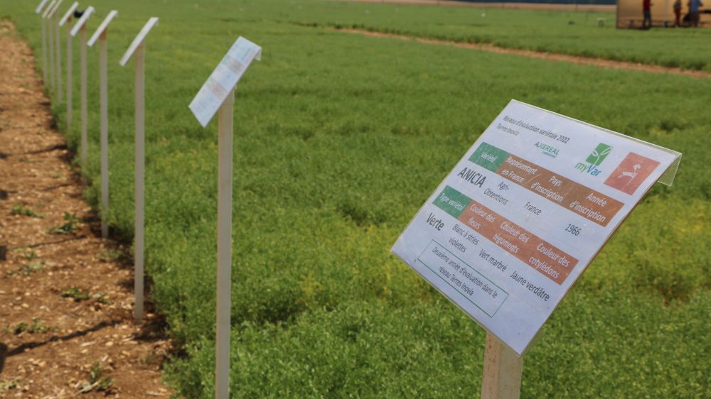 La sélection génétique est un levier d'adaptation de la lentille au changement climatique.