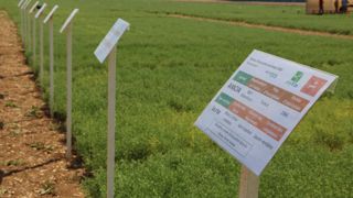 La sélection génétique est un levier d'adaptation de la lentille au changement climatique. La sélection génétique est un levier d'adaptation de la lentille au changement climatique.