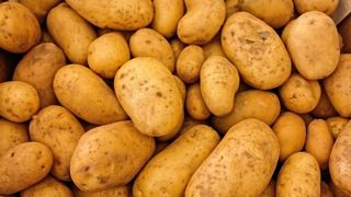 Avec 21,22 millions de tonnes en 2022, la production de pommes de terre de la zone NEPG est en baisse de 6 % sur un an. Avec 21,22 millions de tonnes en 2022, la production de pommes de terre de la zone NEPG est en baisse de 6 % sur un an.