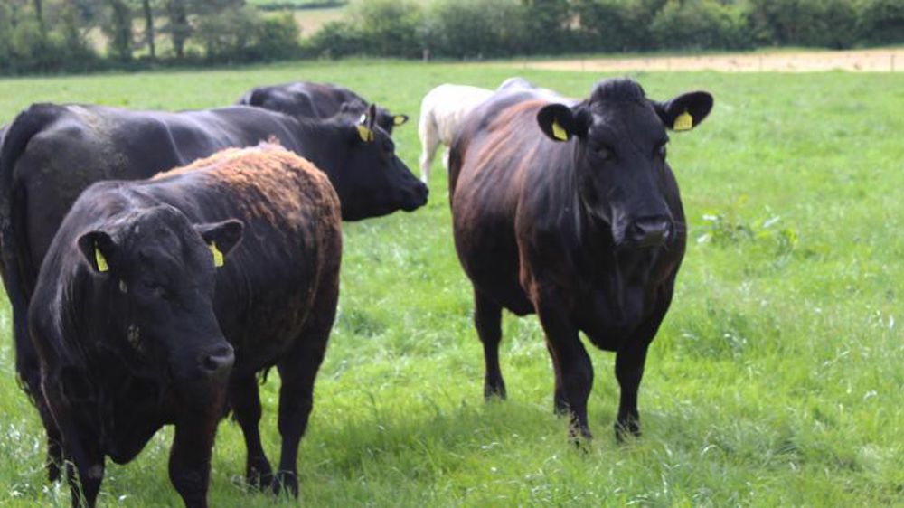 L’Irlande exporte 90 % de sa viande bovine, en très grande majorité vers l’Union européenne. © C. Dequidt