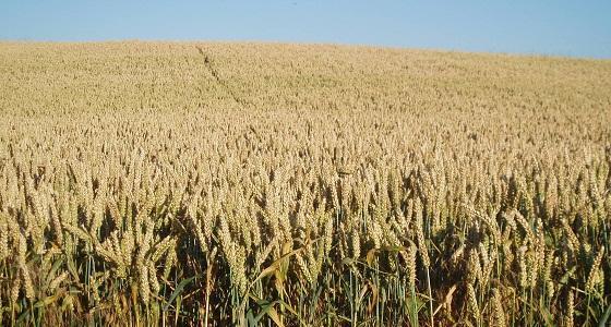 Regain de volatilité sur les marchés agricoles.