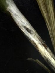 3 : Mycélium de R. cerealis visible sur les taches après avoir écarté la gaine.