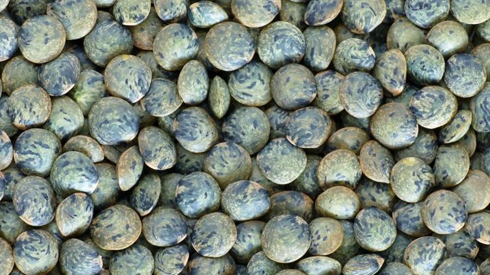 En France, 4 300 producteurs cultivent des lentilles. © Pixabay