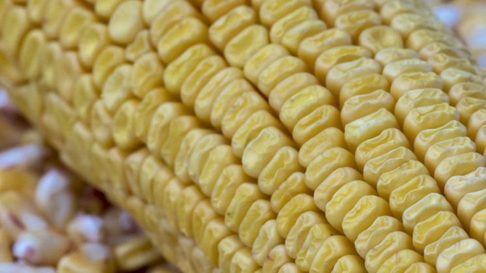 Maïs, photo d’illustration. © Christian Watier