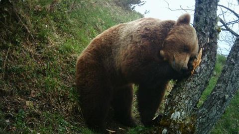 Un ours, photo d’illustration. © ONCFS Un ours, photo d’illustration. © ONCFS