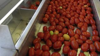 « Dans 1 kilogramme de Ketchup vendu en moyenne 3€40 au consommateur, il y a, suivant les recettes, 1,5 à 2 kilogrammes de tomates fraîches qui sont payées aux producteurs entre 12 et 16 centimes », indique le communiqué.©Jean-Claude grelier/GFA « Dans 1 kilogramme de Ketchup vendu en moyenne 3€40 au consommateur, il y a, suivant les recettes, 1,5 à 2 kilogrammes de tomates fraîches qui sont payées aux producteurs entre 12 et 16 centimes », indique le communiqué.©Jean-Claude grelier/GFA