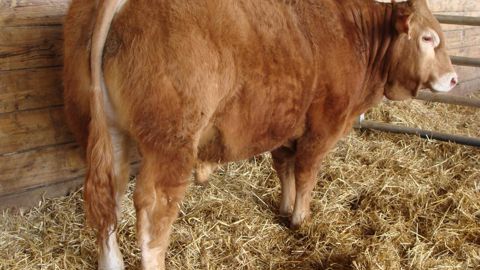 Vendu aux enchères à la station de Lanaud, le taureau limousin qualifié « espoir » Oldup de Jean-Philippe Brossillon (Indre) part aux Pays-Bas pour 5 000 €. © France limousin sélection