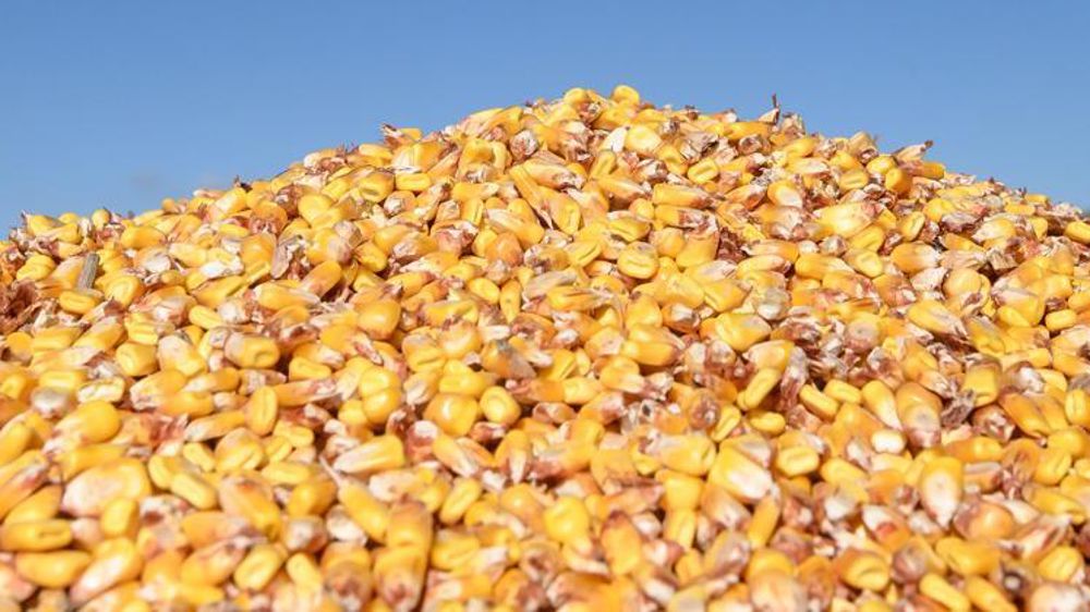 Les récentes pluies sur l’Argentine font retomber un peu la pression sur les prix.  © Jean-Michel Nossant