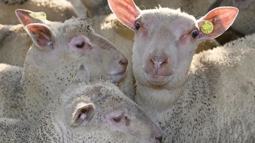 La pénurie de viande d’agneau est généralisée sur le marché mondial. © J.-M. Nossant 