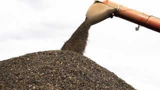 À l’échelle mondiale, l’Ukraine et la Russie pèsent lourd dans l’exportation d’huile de tournesol. © Claudius Thiriet À l’échelle mondiale, l’Ukraine et la Russie pèsent lourd dans l’exportation d’huile de tournesol. © Claudius Thiriet