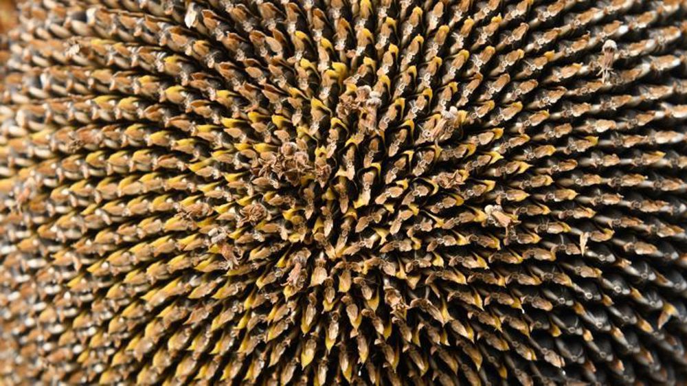 © Jean-Michel Nossant 