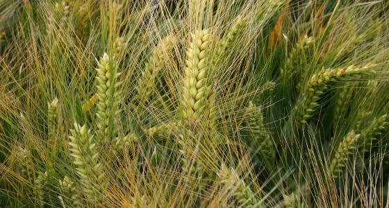 La production mondiale 2012 en orge est estimée à 140 millions de tonnes