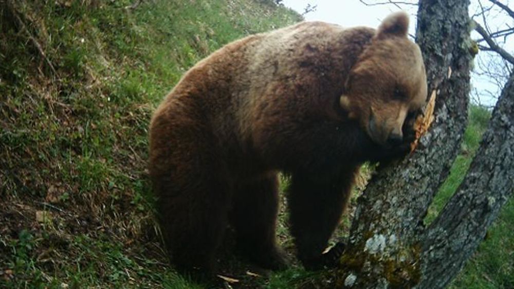 © ONCFS Équipe Ours/Réseau ours brun