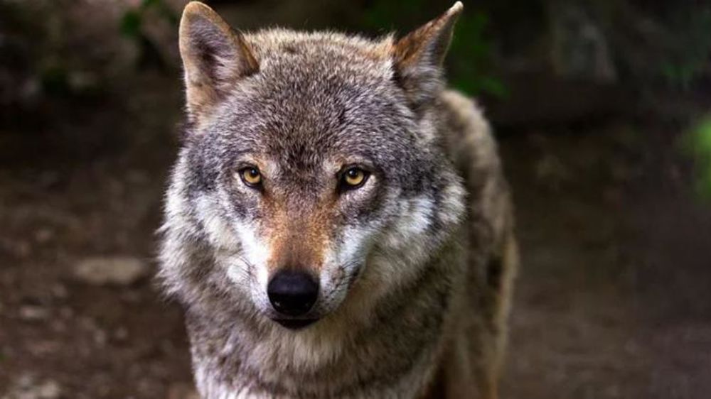 La Coordination rurale déplore la minimisation des risques liés à la présence du loup dans les zones habitées. © Pixabay