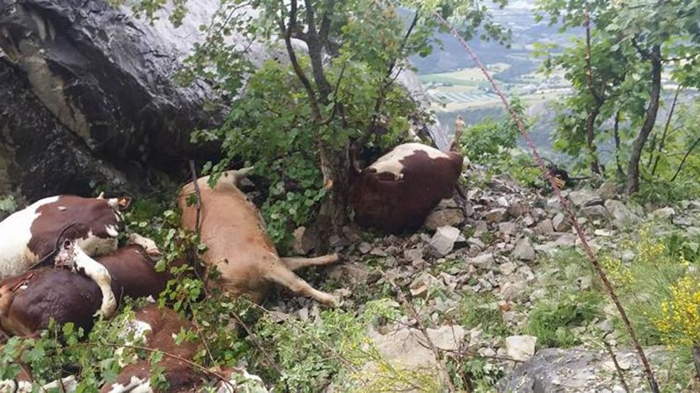 Dérochement de bovins. © DR