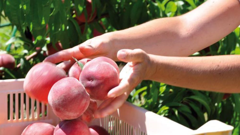Cueillette de pêches. © Interfel