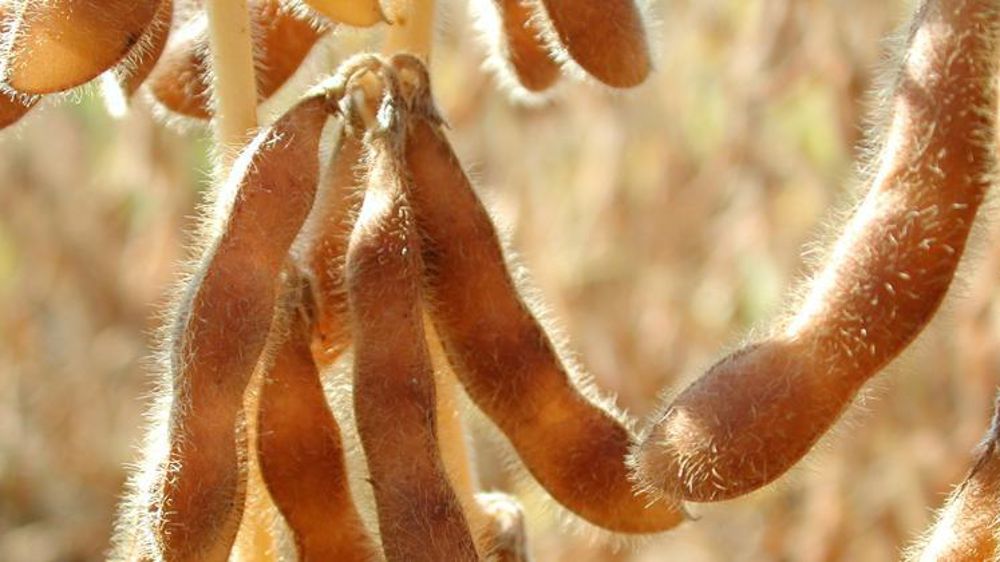 Les stocks mondiaux de fin de campagne de 2022-2023 pourraient remonter à 68,04 Mt selon l’USDA. © P. Gleizes