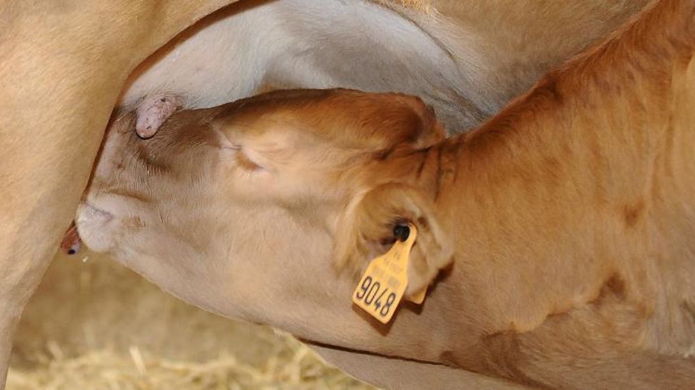 © Jean-Michel Nossant