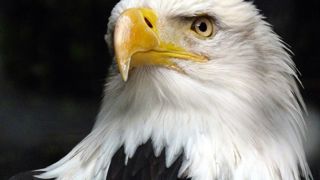 L’emblème des États-Unis, le pygargue à tête blanche, a été sauvé de l’extinction grâce à ce texte assoupli par l’administration de Donald Trump. © Pixabay L’emblème des États-Unis, le pygargue à tête blanche, a été sauvé de l’extinction grâce à ce texte assoupli par l’administration de Donald Trump. © Pixabay