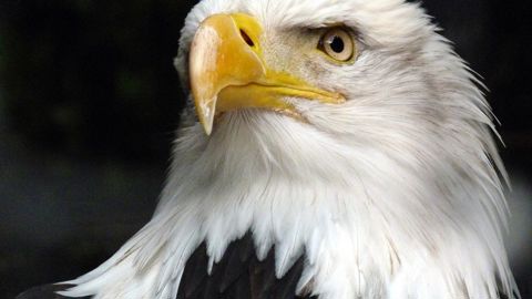 L’emblème des États-Unis, le pygargue à tête blanche, a été sauvé de l’extinction grâce à ce texte assoupli par l’administration de Donald Trump. © Pixabay L’emblème des États-Unis, le pygargue à tête blanche, a été sauvé de l’extinction grâce à ce texte assoupli par l’administration de Donald Trump. © Pixabay