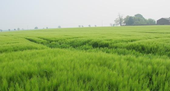 Les nouveautés en orge d'hiver pour 2012 affichent globalement des niveaux de productivité supérieurs.