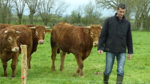 Bœufs limousins bio dans les Deux-Sèvres. © V. Scarlakens/GFA