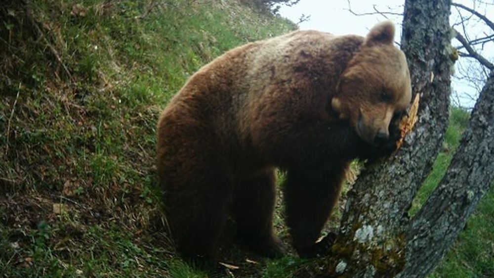 © ONCFS Équipe Ours/Réseau ours brun