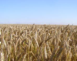 - 40 % de rendement pour les 1ers blés