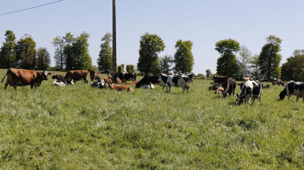 Au 20 juin 2021, la pousse de l’herbe cumulée est « normale dans les trois quarts des régions », selon Agreste. © V. Guyot