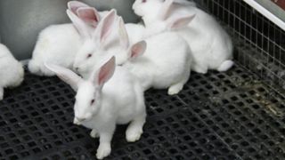 Selon les eurodéputés, les lapins sont les animaux les plus couramment élevés en cage. © V. Guyot Selon les eurodéputés, les lapins sont les animaux les plus couramment élevés en cage. © V. Guyot