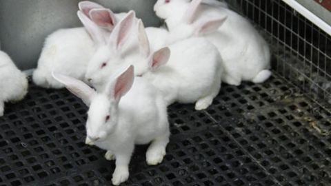Selon les eurodéputés, les lapins sont les animaux les plus couramment élevés en cage. © V. Guyot Selon les eurodéputés, les lapins sont les animaux les plus couramment élevés en cage. © V. Guyot