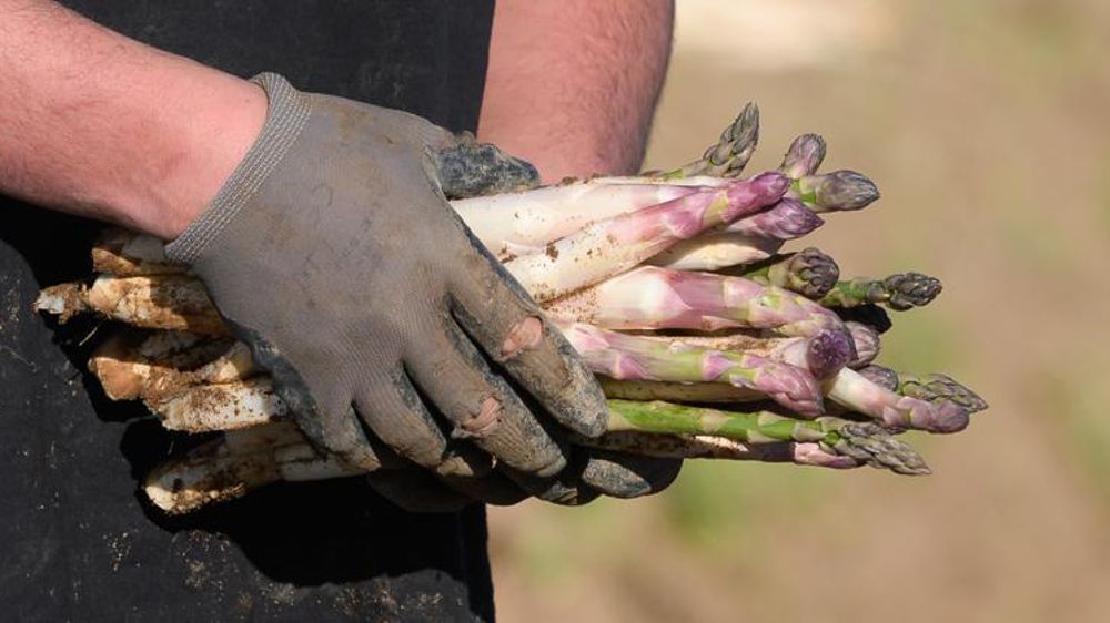 Compte tenu des particularités du travail saisonnier agricole, Pôle Emploi acceptera encore les déclarations Tesa. © Jean-Michel Nossant