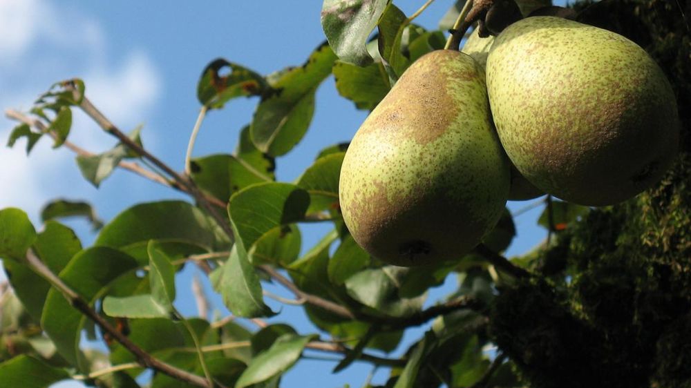 Légère baisse de production en poires, mais cours soutenus. © Pixabay
