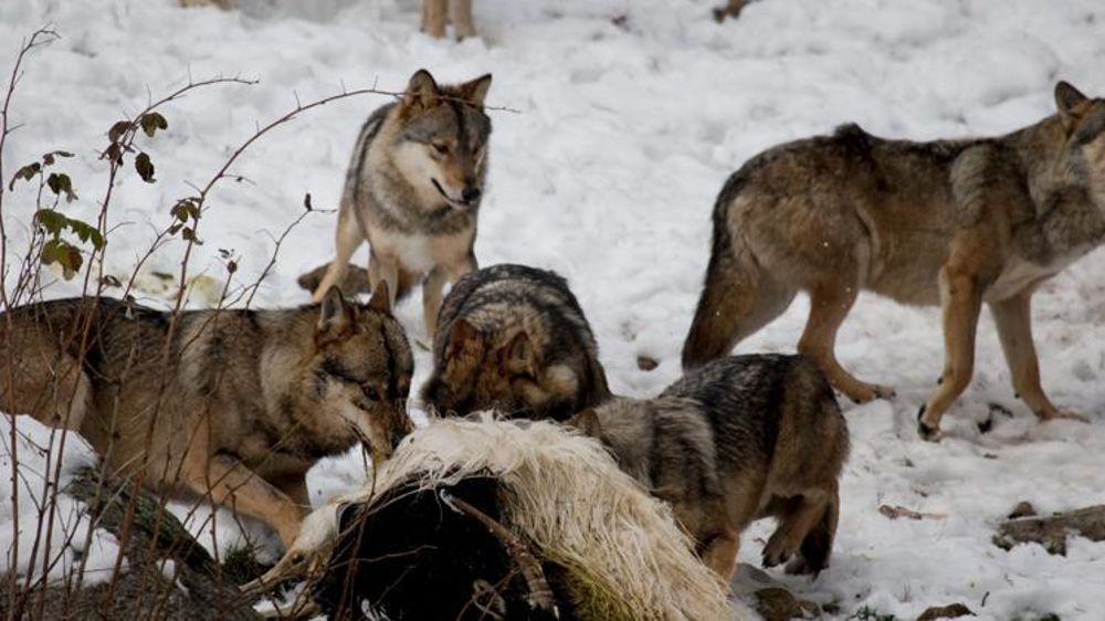 Les loups du parc animalier des Angles, près de Perpignan, dévorent la carcasse d’une chèvre de réforme que leur ont jeté leurs soigneurs. (photo d’archive) © Georges Bartoli /Fedephoto