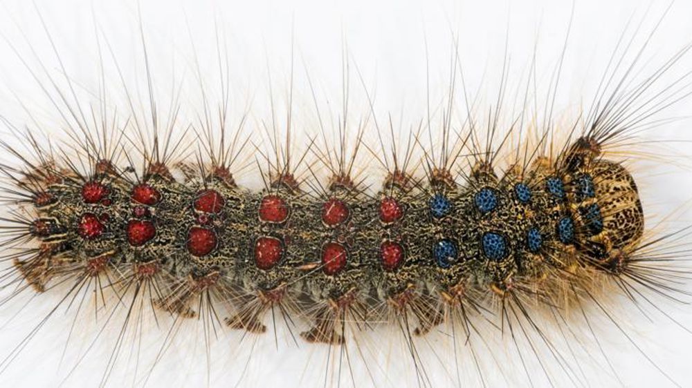 Chenille de Bombyx disparate responsable de défoliation dans des forêts de feuillus. © Wikipédia/Didier Descouens Lymantria dispar