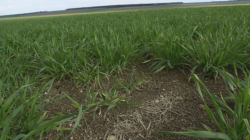 Dégât de gel sur orge d’hiver. © P. Crapon/GFA
