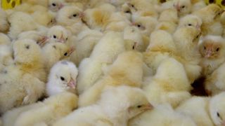 Pour le CNPO, l’interdiction du broyage des poussins mâles en France pourrait créer des distorsions de concurrence vis-à-vis des autres pays de l’Union européenne. © Thierry Pasquet Pour le CNPO, l’interdiction du broyage des poussins mâles en France pourrait créer des distorsions de concurrence vis-à-vis des autres pays de l’Union européenne. © Thierry Pasquet