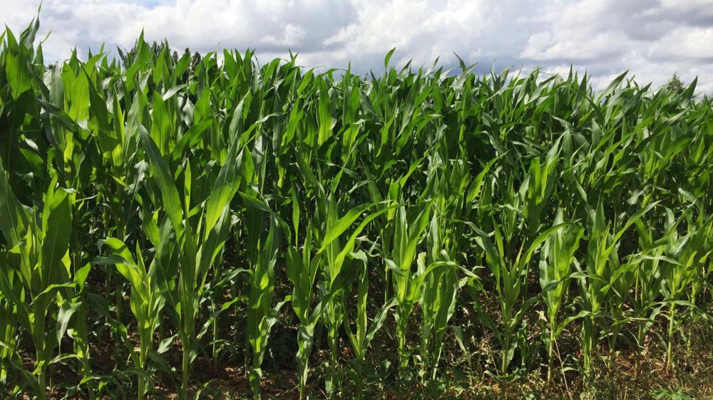 Maïs s’enroulant à cause des fortes chaleurs chaleurs. © Dominique Gremy/GFA