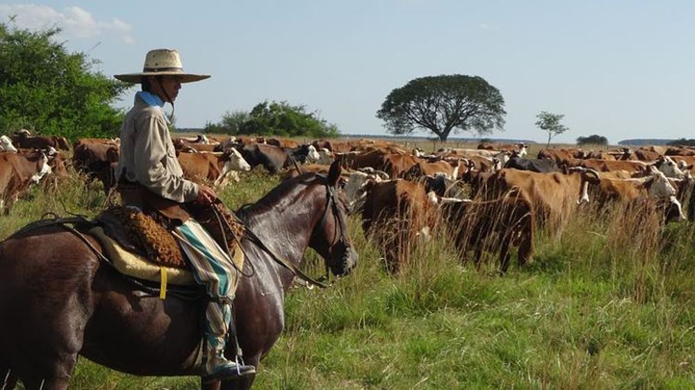 Bovins en Argentine. © Pixabay