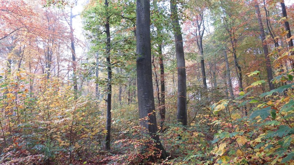 L’Office national des forêts annonce qu’il n’utilisera plus de produits phytosanitaires pour la gestion des forêts publiques. © C. Fricotté/GFA