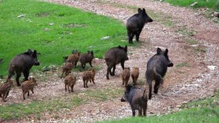 Les chasseurs disent ne plus avoir les moyens d’indemniser les dégâts causés aux agriculteurs par le grand gibier, et en particulier les sangliers. © Pixabay Les chasseurs disent ne plus avoir les moyens d’indemniser les dégâts causés aux agriculteurs par le grand gibier, et en particulier les sangliers. © Pixabay