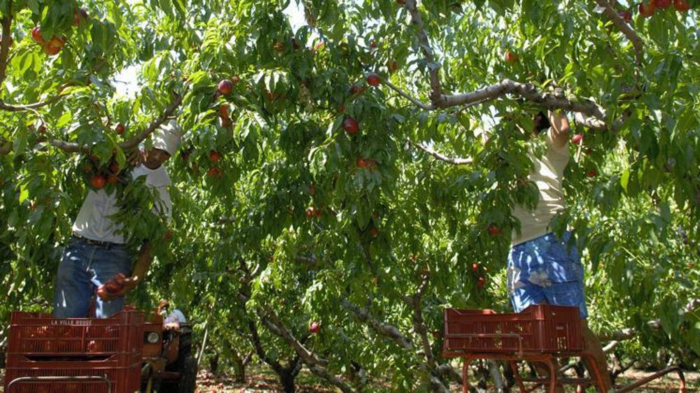 Cueillette des nectarines dans la Drome. © Stéphane Leitenberger